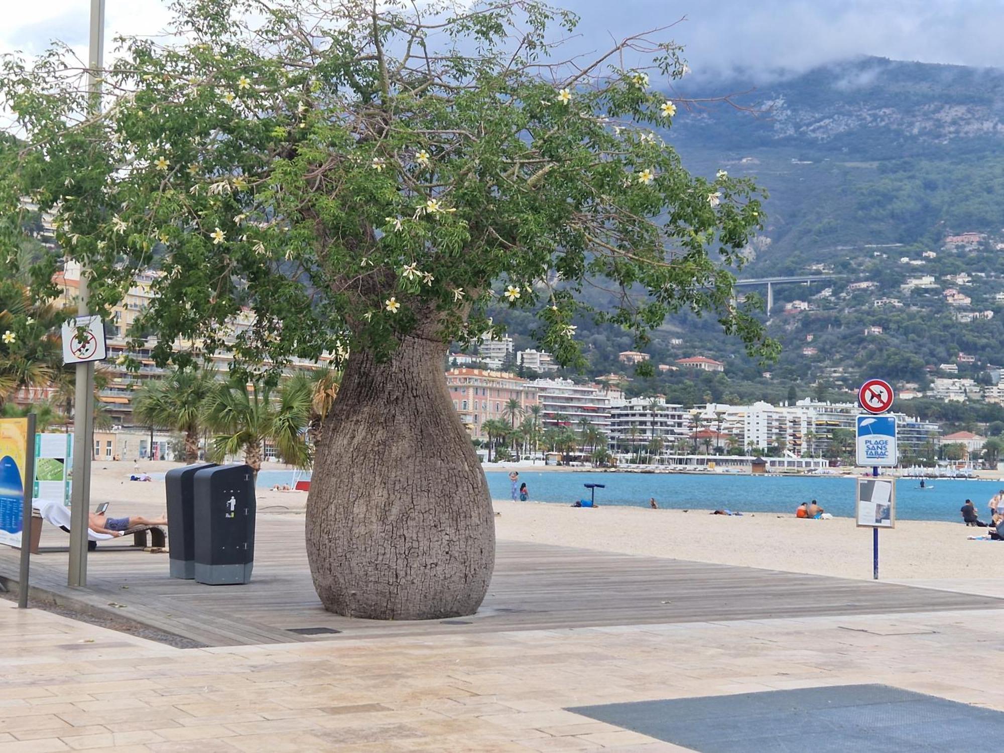 Le 182 Promenade Du Soleil Lejlighed Menton Eksteriør billede